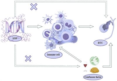 Causal relationship between immune cell phenotypes and risk of biliary tract cancer: evidence from Mendelian randomization analysis